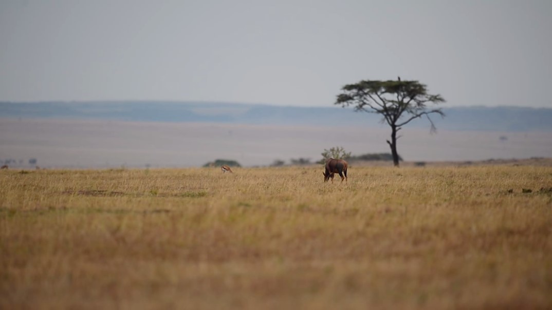 What Technology Can Do for Wild Life Conservancy